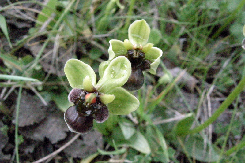 Orchidee del Chianti